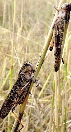 河南3000畝黃河灘遭遇蝗災(zāi) 玉米地被啃食殆盡