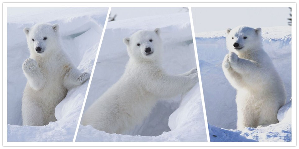 加拿大北極熊寶秀POSE 揮手作揖萌翻觀眾