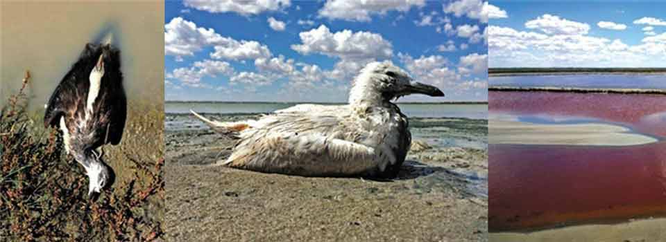 鄂爾多斯化工區(qū)逾萬只珍禽離奇死亡