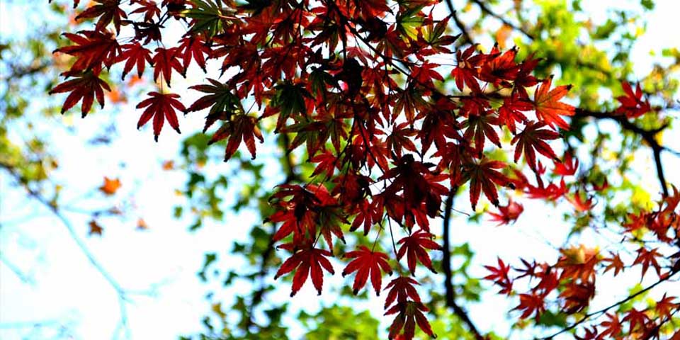 【品味：青島秋韻】一葉知秋意 一樹(shù)識(shí)菩提