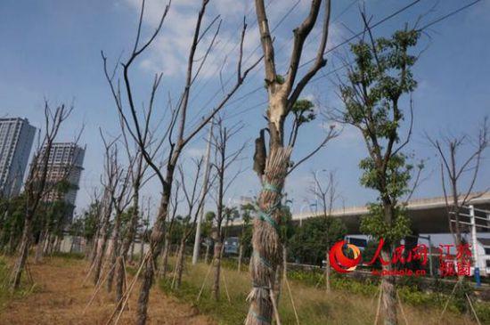 江蘇常州環(huán)境項(xiàng)目景觀樹35%死亡 曾被指面子工程