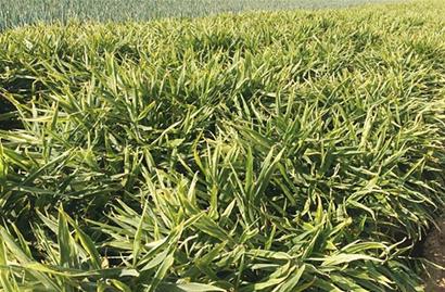 仁兆鎮(zhèn) 青島 平度 姜 仁兆鎮(zhèn) 青島 平度 姜