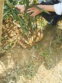 仁兆鎮(zhèn) 青島 平度 姜 仁兆鎮(zhèn) 青島 平度 姜