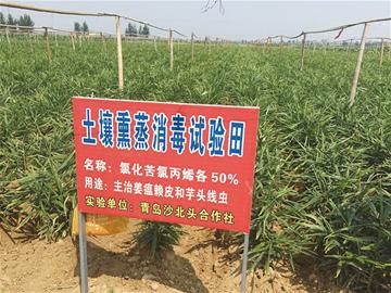 仁兆鎮(zhèn) 青島 平度 姜 仁兆鎮(zhèn) 青島 平度 姜