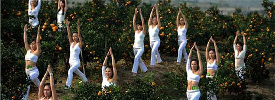 湖南洞口現(xiàn)瑜伽“橘美人”推銷雪峰蜜橘