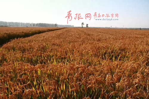 即墨 大沽河岸再飄稻香