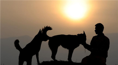 人犬“戰(zhàn)友”情深書(shū)寫(xiě)消防隊(duì)伍別樣精彩