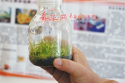 示范園區(qū)內(nèi)蘭花組培項(xiàng)目科研人員展示培育的蘭花新品種 示范園區(qū)內(nèi)蘭花組培項(xiàng)目科研人員展示培育的蘭花新品種