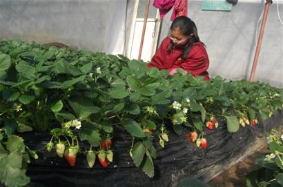 城陽(yáng)上千畝大棚草莓將上市 每斤60元春節(jié)后降價(jià)