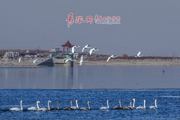 上百只白天鵝翔舞平度澤山湖、淄陽(yáng)湖 這里也成為青島市最北端的天鵝聚集地和青島最大的天鵝過(guò)冬點(diǎn)