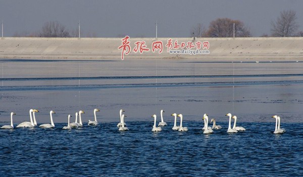 上百只白天鵝翔舞平度澤山湖、淄陽(yáng)湖 這里也成為青島市最北端的天鵝聚集地和青島最大的天鵝過(guò)冬點(diǎn)