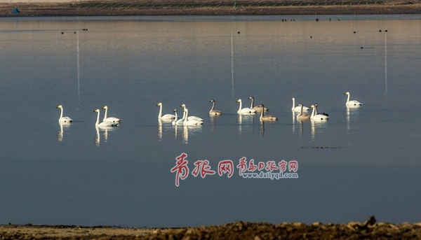 上百只白天鵝翔舞平度澤山湖、淄陽(yáng)湖 這里也成為青島市最北端的天鵝聚集地和青島最大的天鵝過(guò)冬點(diǎn)