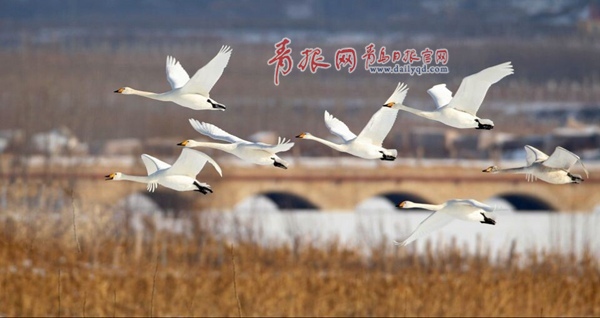 上百只白天鵝翔舞平度澤山湖、淄陽(yáng)湖 這里也成為青島市最北端的天鵝聚集地和青島最大的天鵝過(guò)冬點(diǎn)