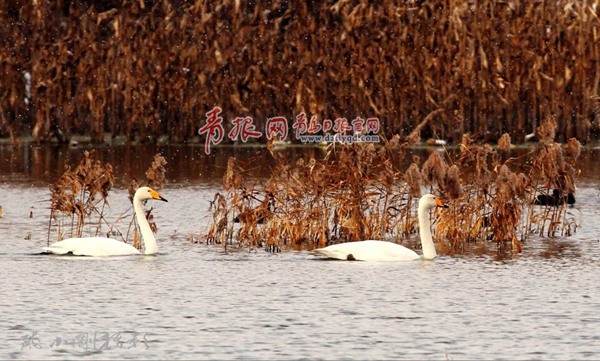 上百只白天鵝翔舞平度澤山湖、淄陽(yáng)湖 這里也成為青島市最北端的天鵝聚集地和青島最大的天鵝過(guò)冬點(diǎn)