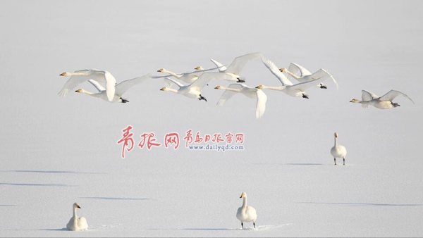 上百只白天鵝翔舞平度澤山湖、淄陽(yáng)湖 這里也成為青島市最北端的天鵝聚集地和青島最大的天鵝過(guò)冬點(diǎn)