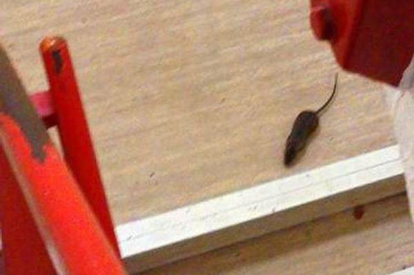 英國一收容所現(xiàn)變異老鼠 長達(dá)60厘米不怕鼠藥