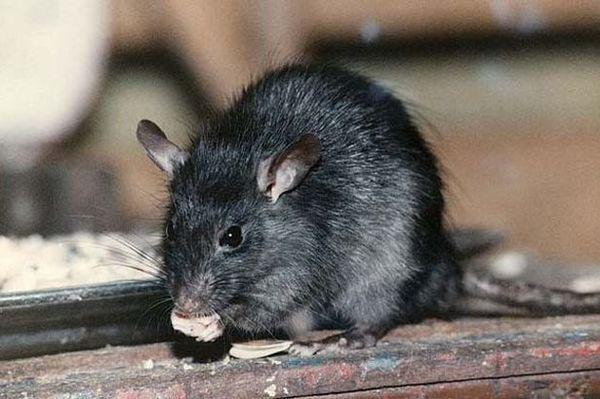 英国一收容所现变异老鼠长达60厘米不怕鼠药