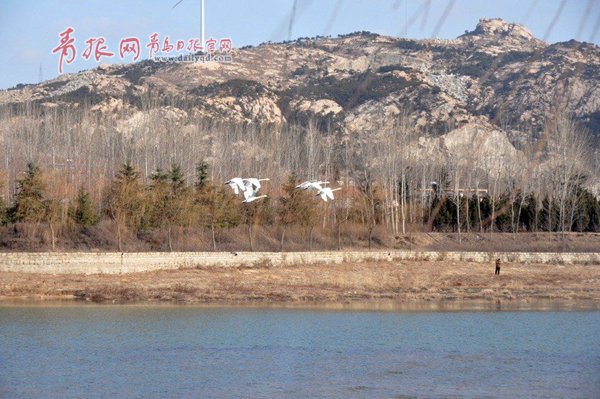 平度城郊濕地：白天鵝戀上了 