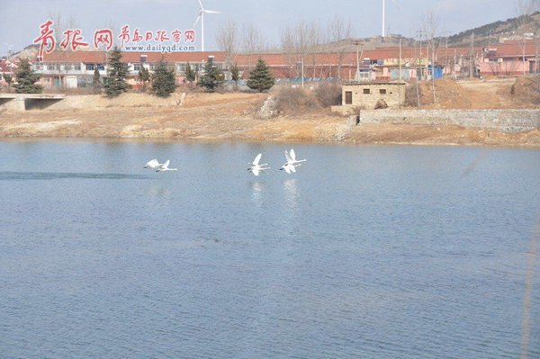 平度城郊濕地：白天鵝“戀”上兩髻山（圖）