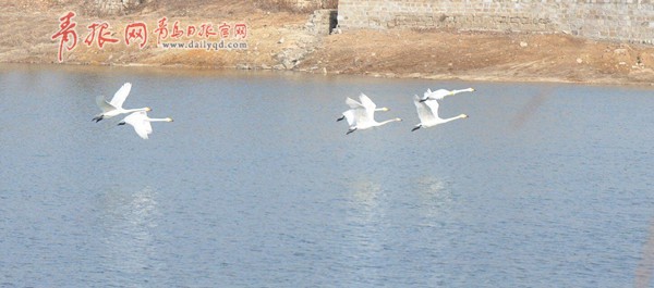 平度城郊濕地：白天鵝“戀”上兩髻山（圖）