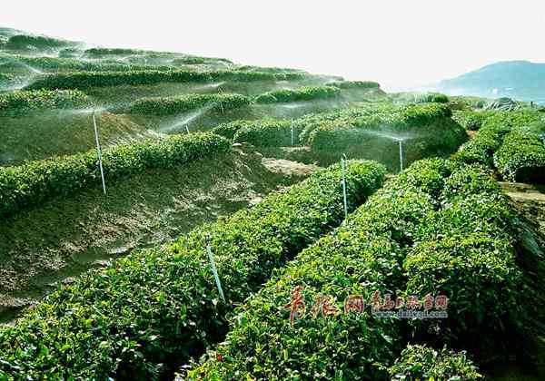 云頭崮 千畝茶園 城陽(yáng)