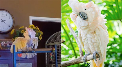 美鸚鵡受舊主影響太深竟對(duì)新主人咆哮