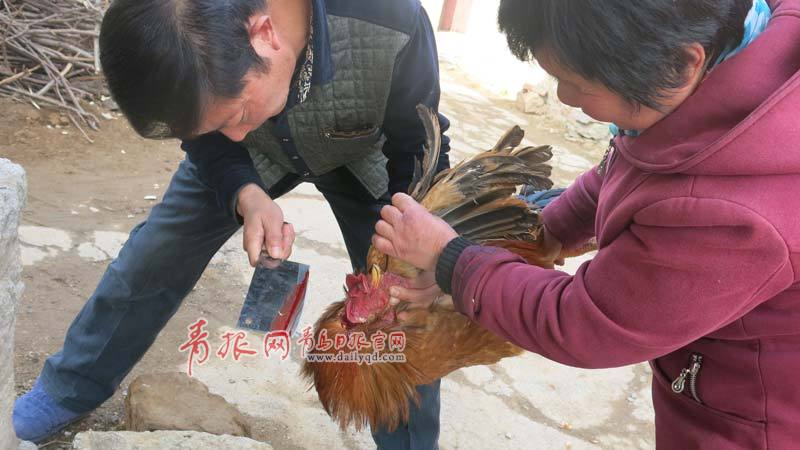 泰安過年，敬天祭祖是頭等大事，公雞雞頭要朝南，香爐里的香灰要換新，紙錢必須由家中男子打好。除了貼春聯(lián)、放鞭炮外，殺豬、炸綠豆丸子……把年貨備到正月初八，以饗親朋。家中有老人的，要擦拭老人相框，寓意新的一年，子孫為老人增福添壽。青島日報/青報網 胡相洋