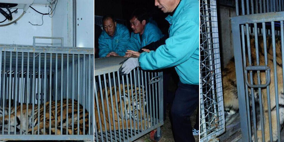 山東平度墜亡幼虎同伴 運抵青島動物救助站