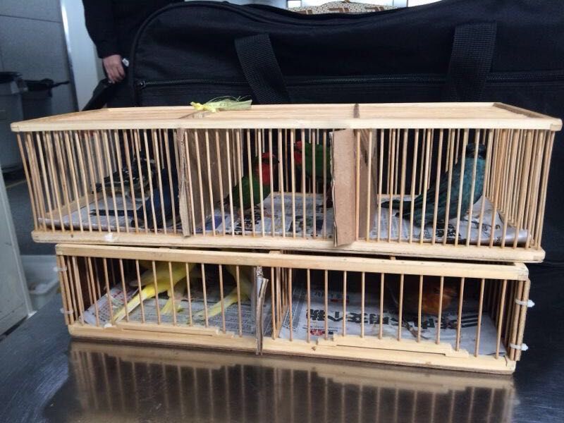 新鮮！“鳥群”也想登機？