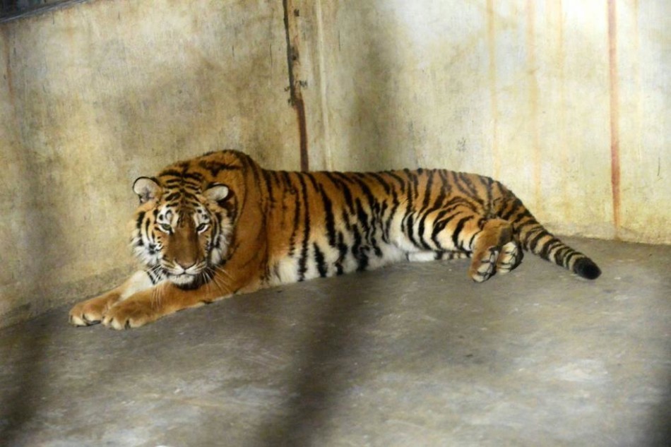 平度墜亡幼虎同伴被送往救助站 平度墜亡幼虎同伴被送往救助站