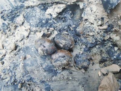 河南一工地疑挖出宋朝蓮子 村民稱吃著焦香(圖)