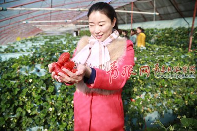 城陽夏莊摘草莓