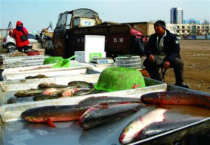 春節(jié)后新鮮梭魚熱銷 清燉紅燒怎么吃都鮮