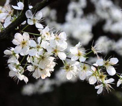 大好春光莫辜負(fù) 最適合3月旅行的地方