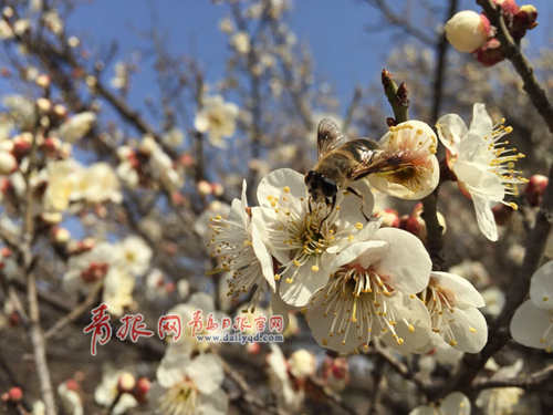 第17屆梅花節(jié)開幕 130余下種梅花綻放迎春