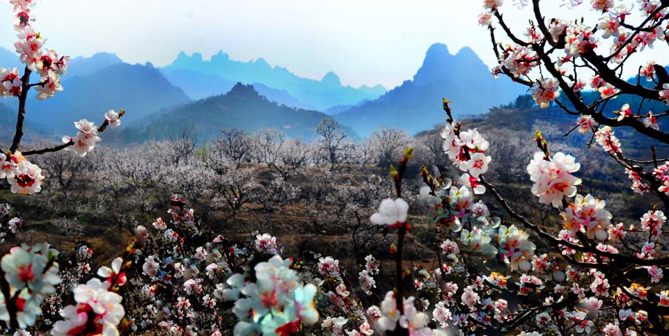 嶗山百花接力盛開 山澗春色爭奇斗艷