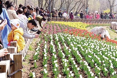 清明 賞花·游湖