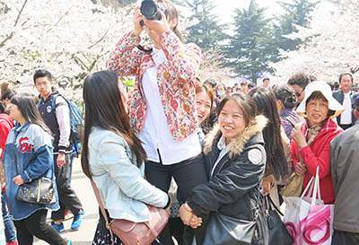 高清:全民拍櫻花 姿勢(shì)也醉人 高清:全民拍櫻花 姿勢(shì)也醉人