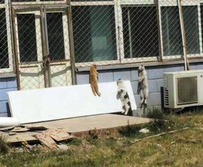 藥廠窗外懸掛多只死貓稱吊曬系醫(yī)藥研究流程（圖）