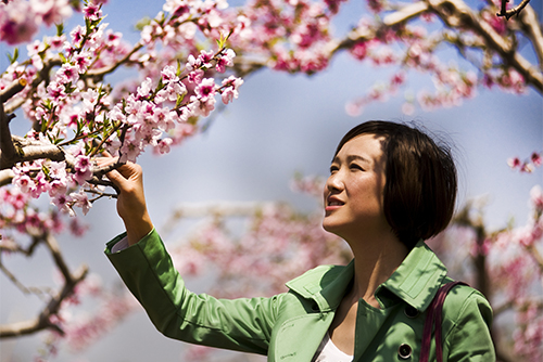 膠州桃花朵朵開(kāi) 萬(wàn)畝花海等你來(lái)