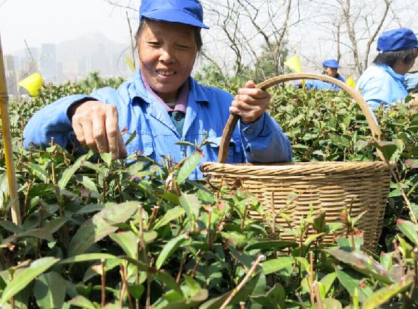 嶗山大田春茶5月大批量上市