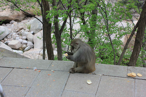 北九水風(fēng)景區(qū)：大圣駕到
