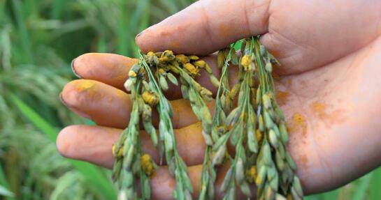 p43-安徽萬(wàn)畝“兩優(yōu)0293”絕收事件背后，凸顯了國(guó)內(nèi)農(nóng)業(yè)保險(xiǎn)與救濟(jì)體系的缺陷，也折射出我國(guó)種子行業(yè)現(xiàn)行管理制度的種種弊端。<a target='_blank' ><p align=