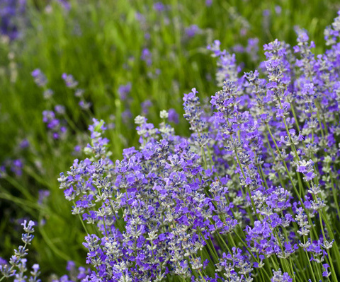 盤點國內(nèi)9個最浪漫的薰衣草莊園