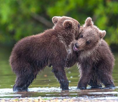 呆萌小熊“握手”致意 似迪士尼動(dòng)畫