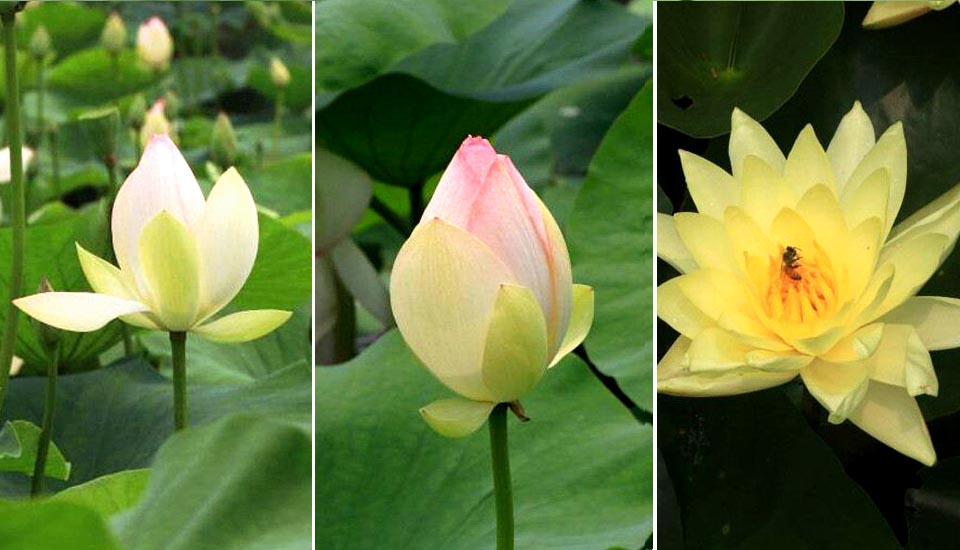 田田荷葉娉婷花 中山公園荷花盛開風(fēng)姿搖曳