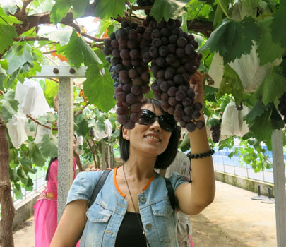 葡萄滿(mǎn)園香 靈珠山葡萄采摘季開(kāi)幕