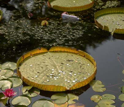 游客扔硬幣許愿 王蓮砸成“馬蜂窩”