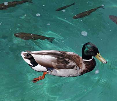 高清：歐洲九寨溝 克羅地亞十六湖公園