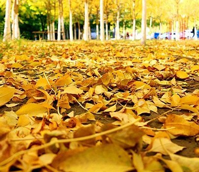 新疆托克遜秋景迷人惹人醉